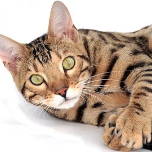 Adoption d’un chat bengal : Tout ce que vous devez savoir