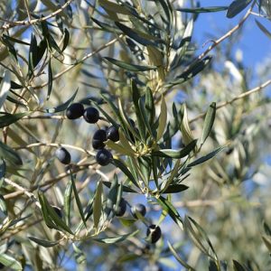 olivier centenaire