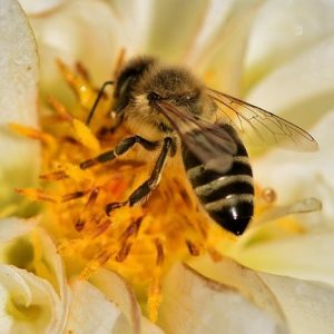 L’importance des abeilles pour la planète