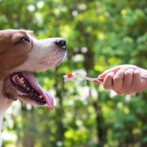 Comment traiter la dentition de votre chien ?