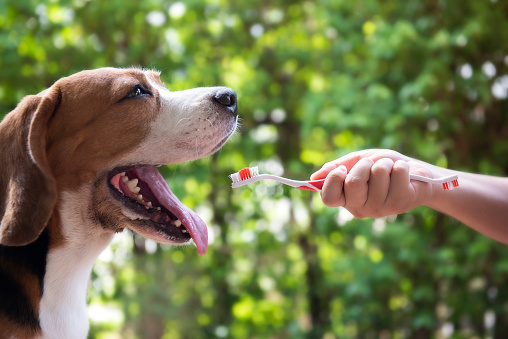 Comment traiter la dentition de votre chien ?