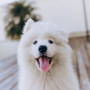 10 bonnes raisons d'adopter un chien