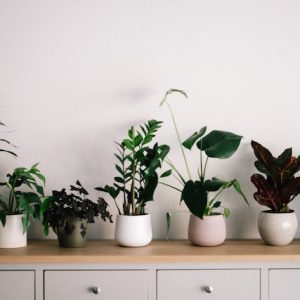 Les plantes d’intérieur les plus faciles à entretenir pour une maison verte