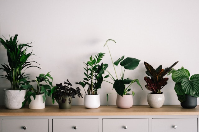 Les plantes d’intérieur les plus faciles à entretenir pour une maison verte