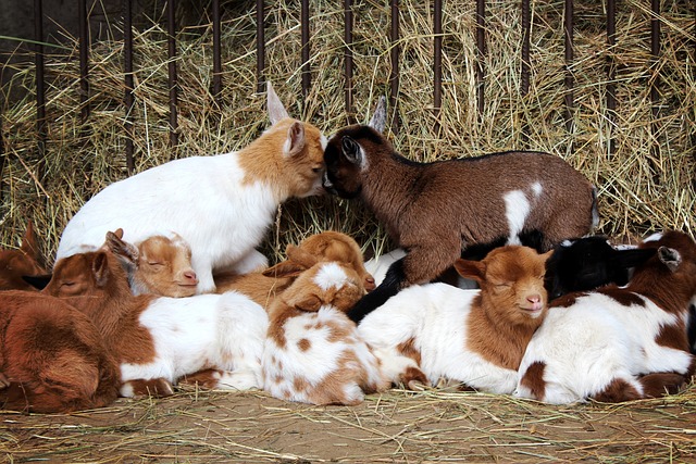 Adoptez un animal de ferme : découvrez les joies de l’agriculture à la maison avec nos animaux en vente
